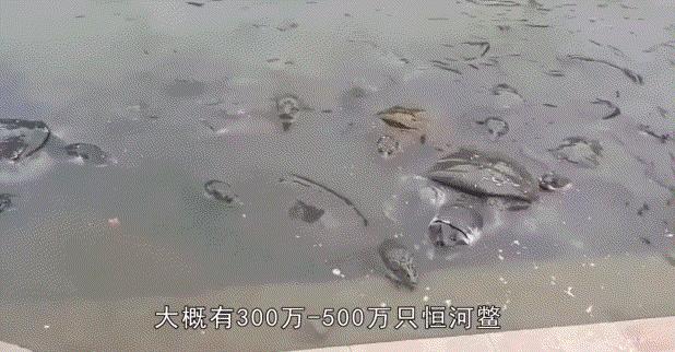 长出白斑!恒河鳖被宠到自然老死而泛滥,中国吃货能解决吗?