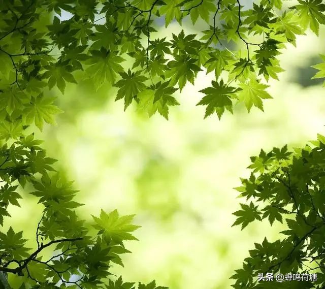 春之声创编作品简单好看,春之声王蒙读后感