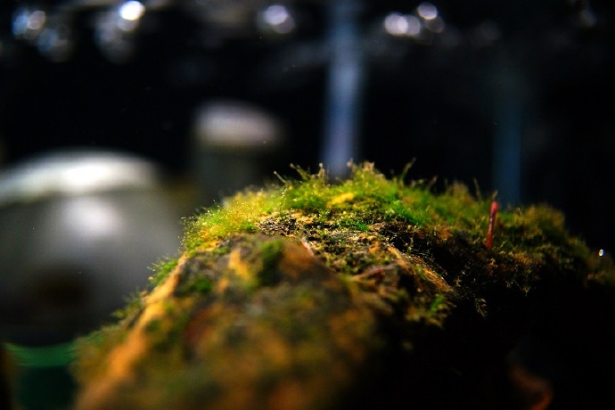 处理鱼缸绿藻最好的鱼,清除鱼缸绿水最简单方法