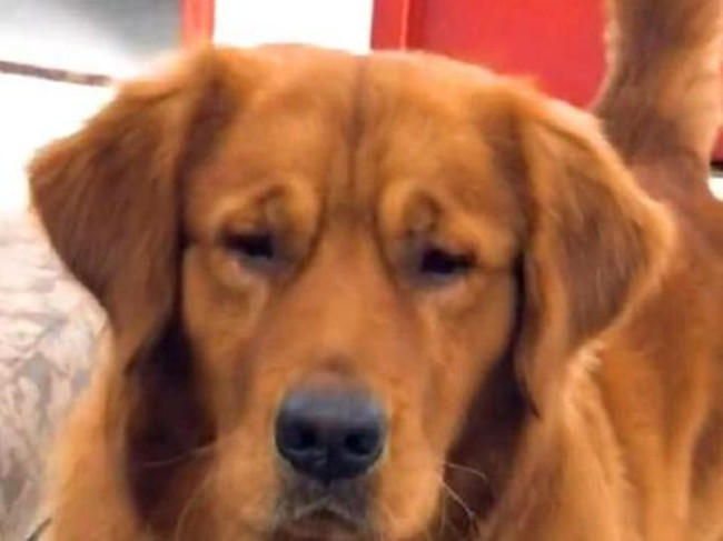 金毛啃骨头啃到一半被拿走,金毛啃骨头的时候