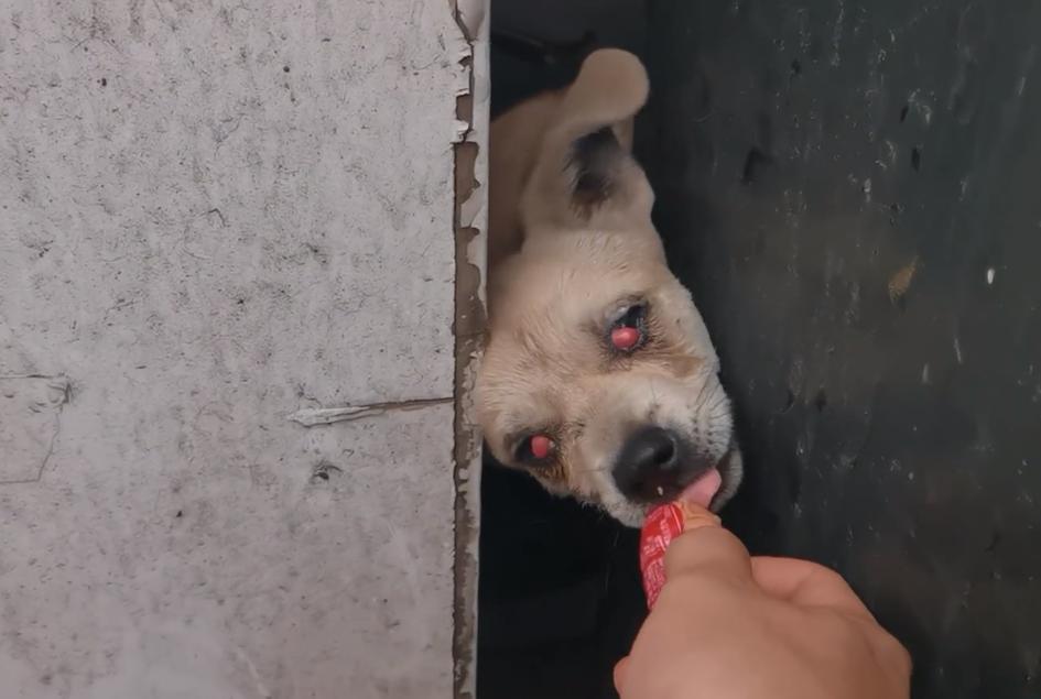 东北：因息肉，小奶狗被赶出家门成为流浪狗，获救后狗狗成功逆袭