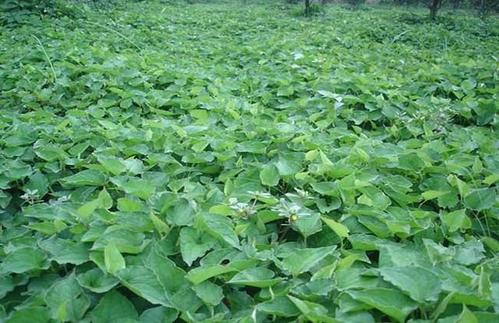 折耳根怎样种植才能高产,折耳根的种植方法和时间和技巧