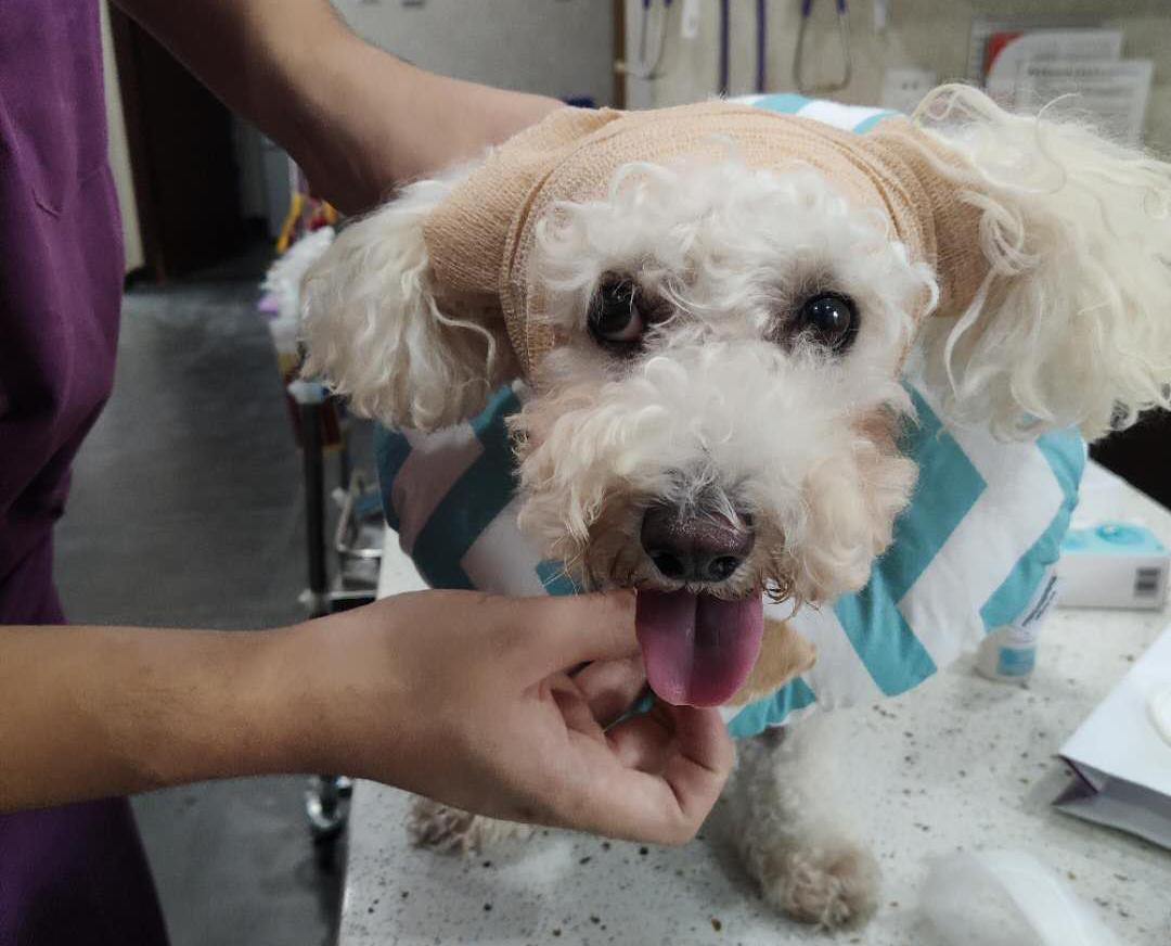 如果狗身上有虱子应该怎么办,如果狗狗身上有虫子怎么办