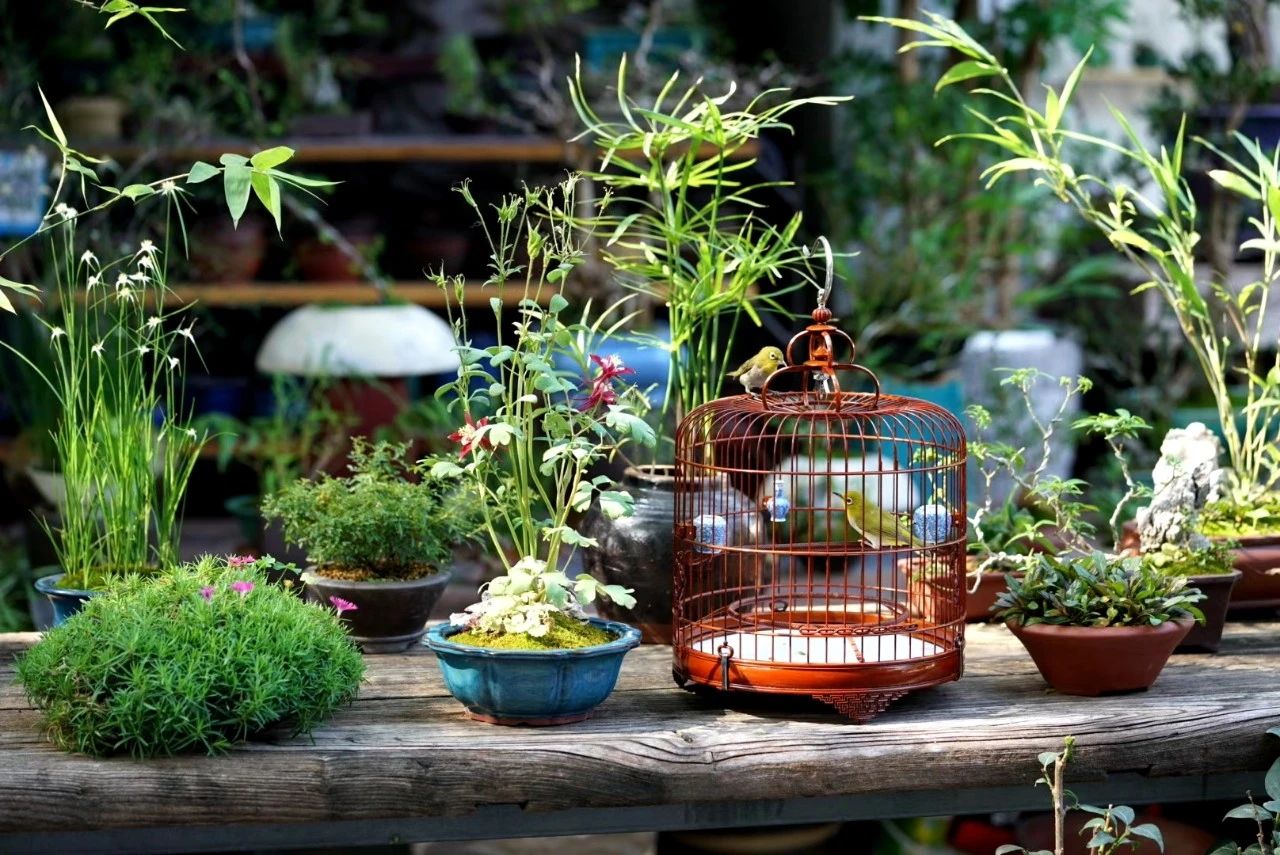 绣眼鸟换羽技巧视频,绣眼鸟怎么换毛好看