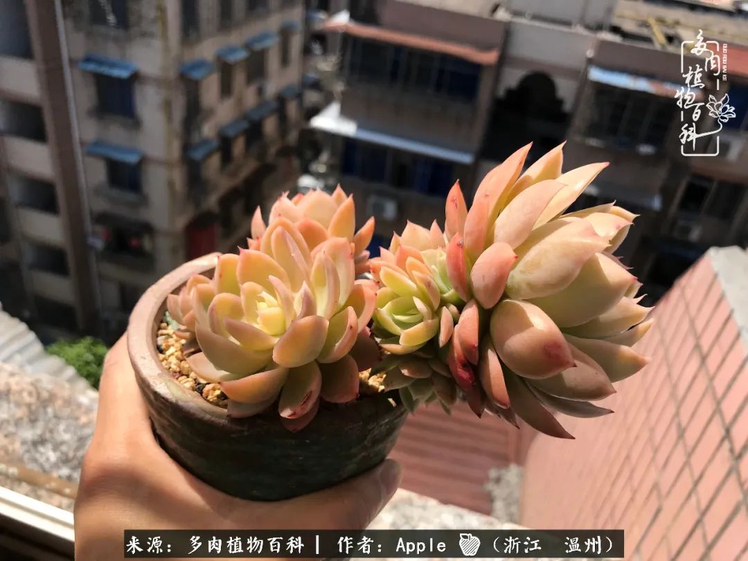 多肉成长记观察记录怎么写,多肉成长记录观察展板