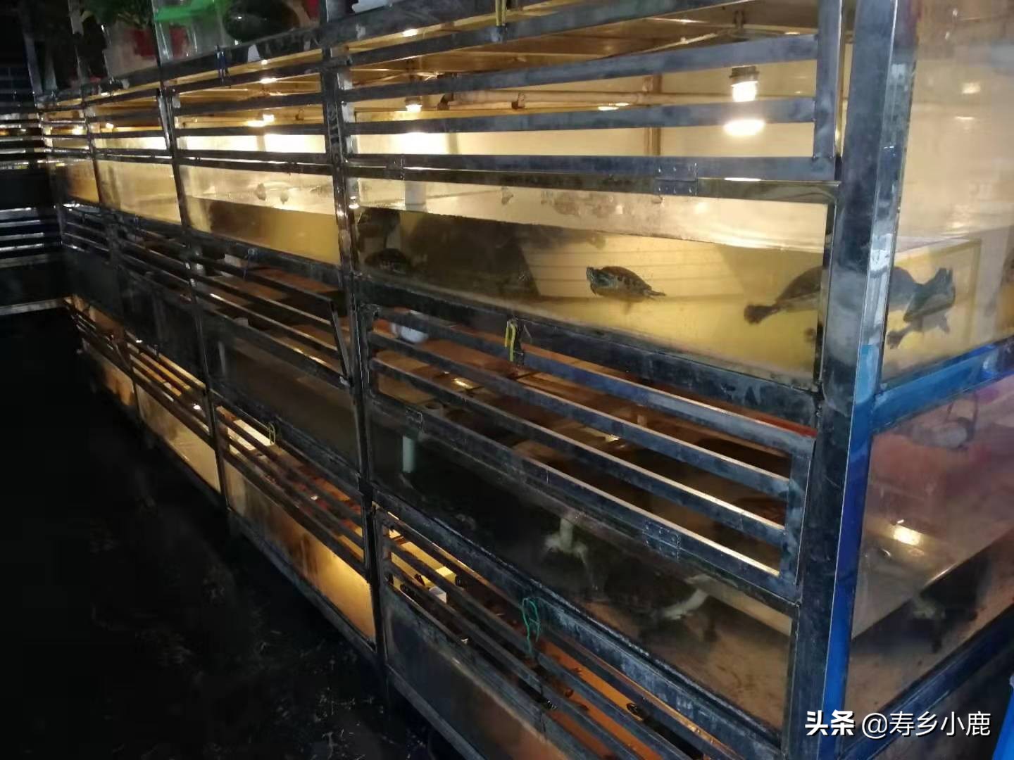 石金钱龟的冬眠时间是多长,石金钱龟冬眠需要干养还是水养