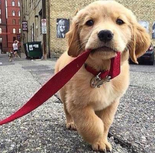 金毛幼犬为什么爱啃东西,为什么金毛幼犬容易病