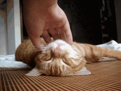 母猫发情用棉签戳，结果棉花掉进去了……