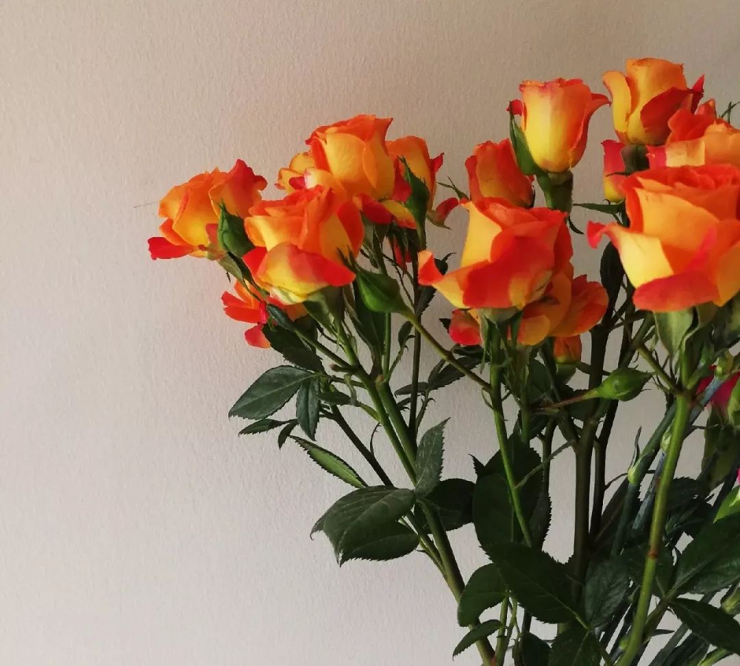 推荐几款玫瑰,哪几种玫瑰值得入手