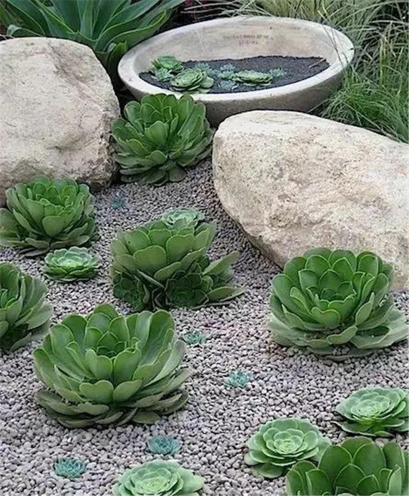 老外的多肉盆景惊艳了世界,多肉庭院美极了