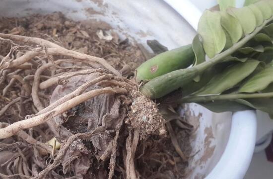 金钱树烂根了怎么急救,金钱树烂根以后怎么补救