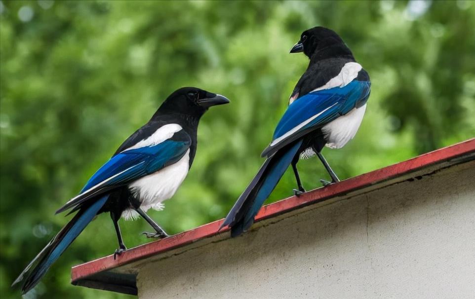 喜鹊的主要特征有哪些,喜鹊的八大特征