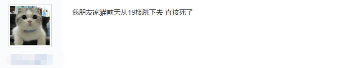 猫怎么做到高处摔不死,真相猫