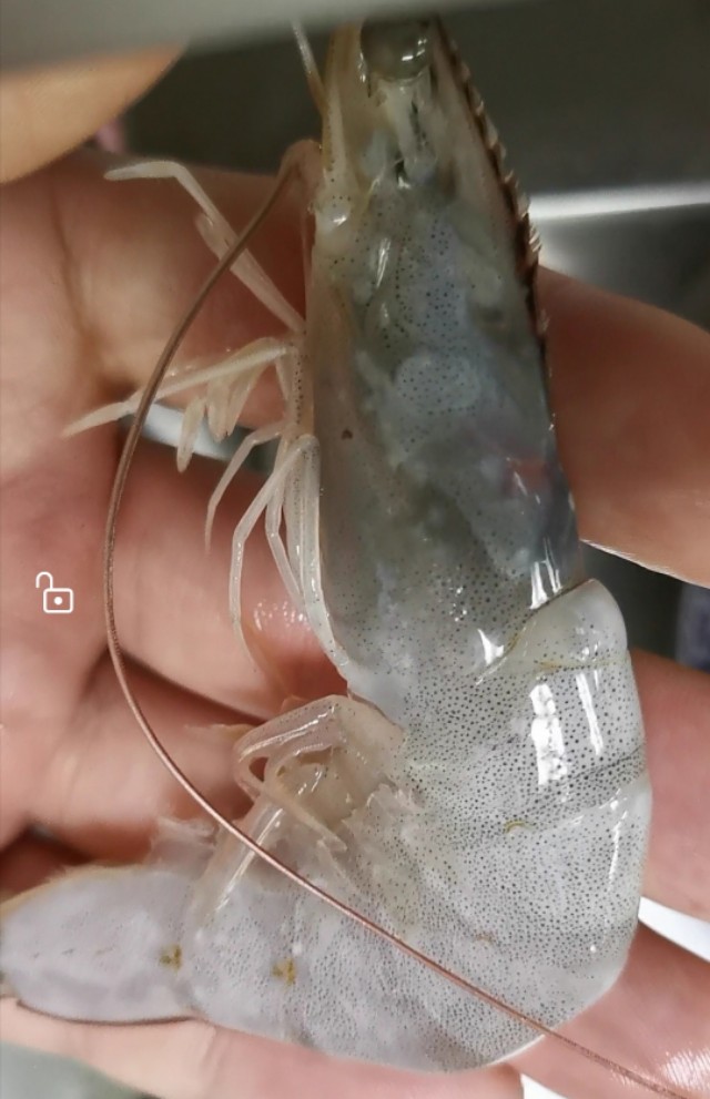 青岛大虾跟菠菜美食总决赛获奖菜品,老人孩子见了抢着吃