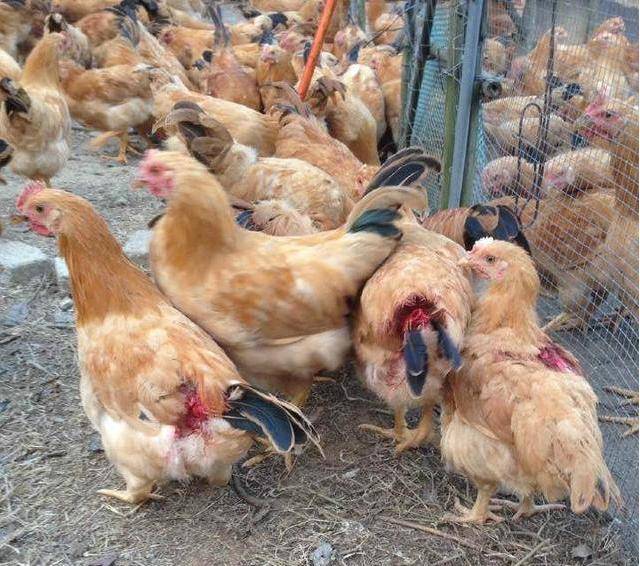 鸡啄癖怎么解决,鸡啄肛的原因及防治方法