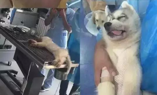 福懋动物医院解放大道分院,福懋动物医疗中心