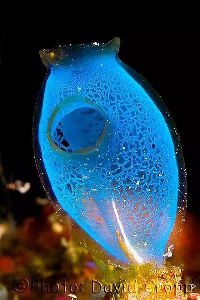 神秘的顶级海底照片难得一见,罕见海底美人照片