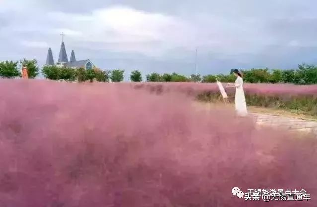 无锡哪里有看花海的景点,无锡秋季花海旅游景点