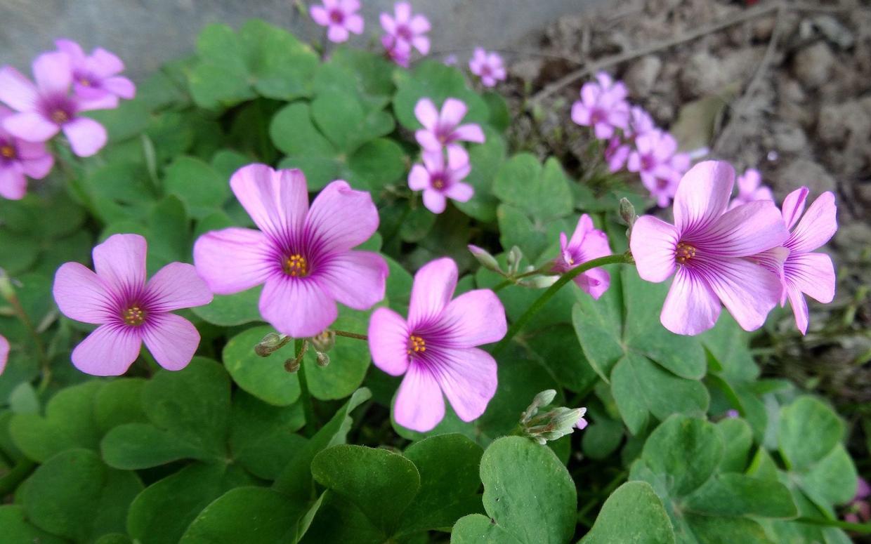 紫色幸运草的寓意和象征,养幸运草