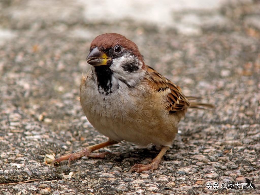 国粹麻将直播,国粹麻将教学