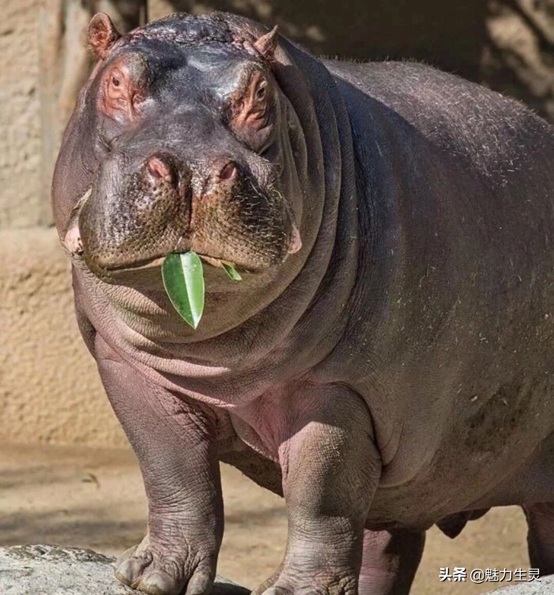 河马冷知识全集,河马奇葩冷知识