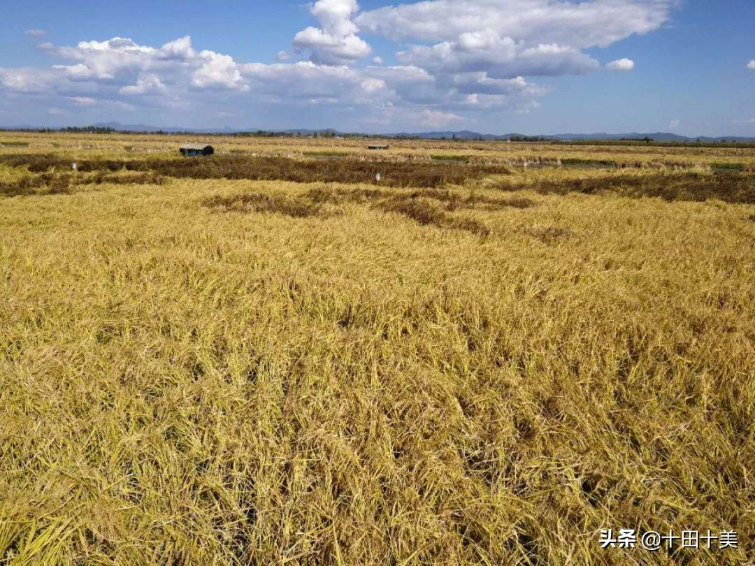 五常稻花香大米的特点是什么,五常稻花香大米的优势和特点