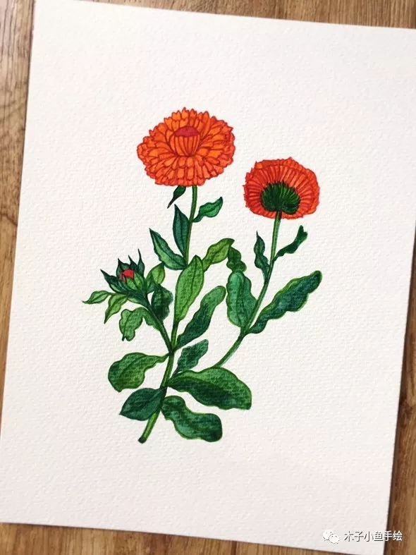 如何用水彩画落叶菊,水彩画初学者花教程步骤图片