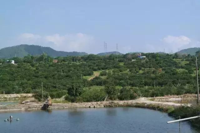 打卡茶产地|收陈皮时节到啦!这有你想get的重点