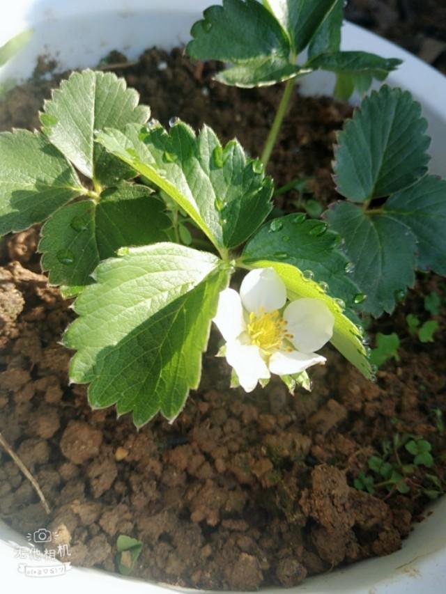 网上买的草莓苗太差了怎么办,怎么辨别草莓苗是不是真的