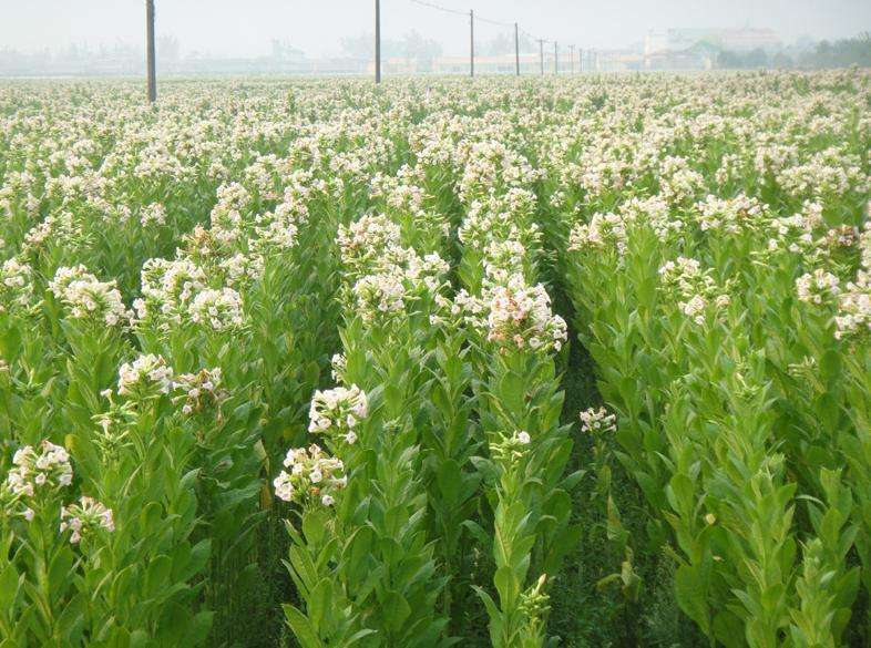 你不了解的敌敌畏,你不了解的煤层气