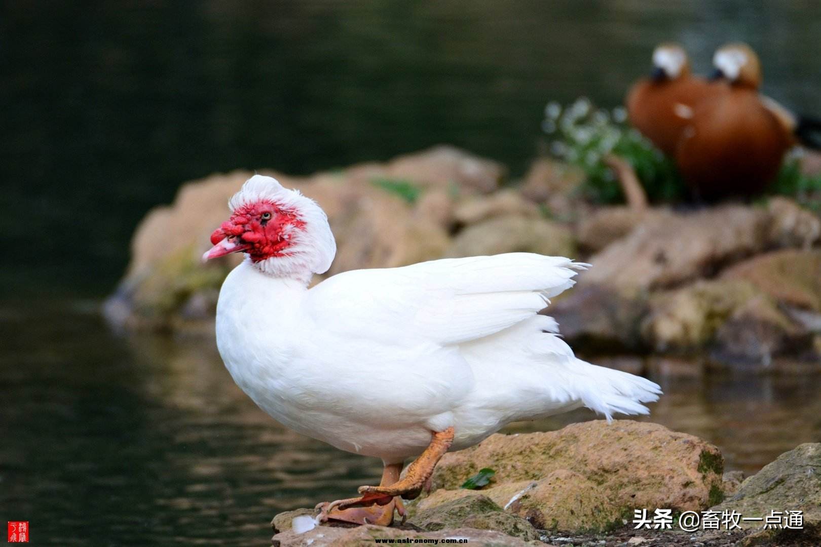 鸭子病毒病的防治,鸭子球虫最佳防治方法