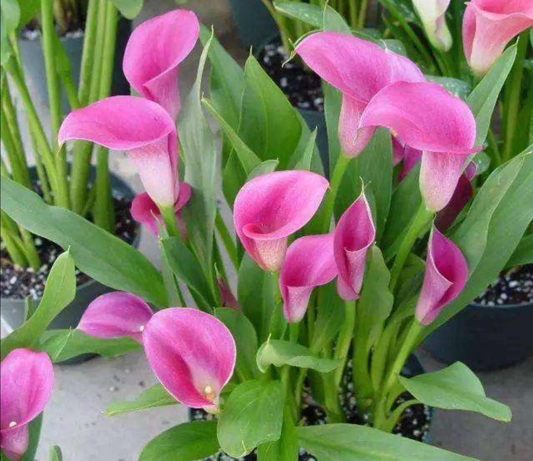 六种有毒花卉盆栽还是不要养了吧,有毒的盆栽花卉有哪些不要用手碰