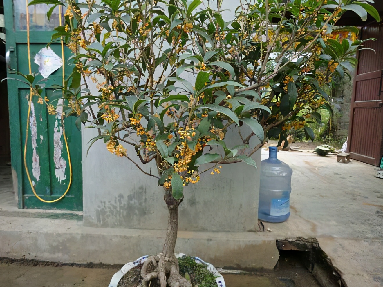 盆栽桂花树怎么不好养,盆栽桂花不茂盛怎么补救