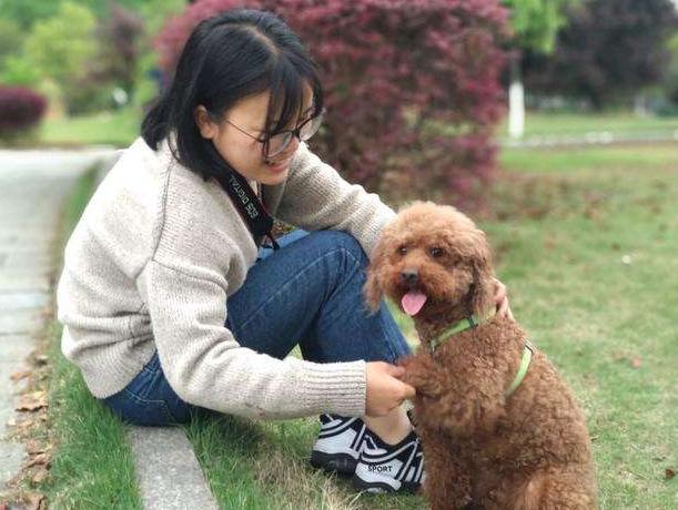 贵宾犬详解及日常养护,饲养贵宾犬的优点与缺点