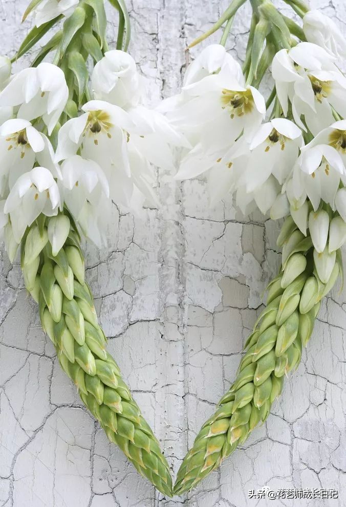 每日一花|伯利恒之星,可用于治疗癌症,洁白可爱