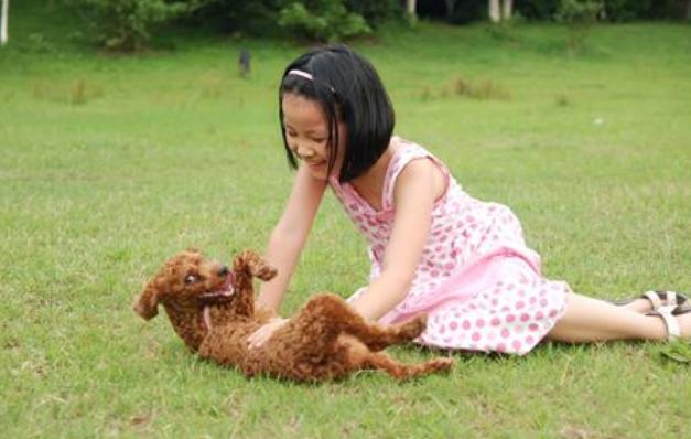 泰迪的肚皮好多黑色凸起,泰迪狗的肚皮皱皱巴巴的怎么回事