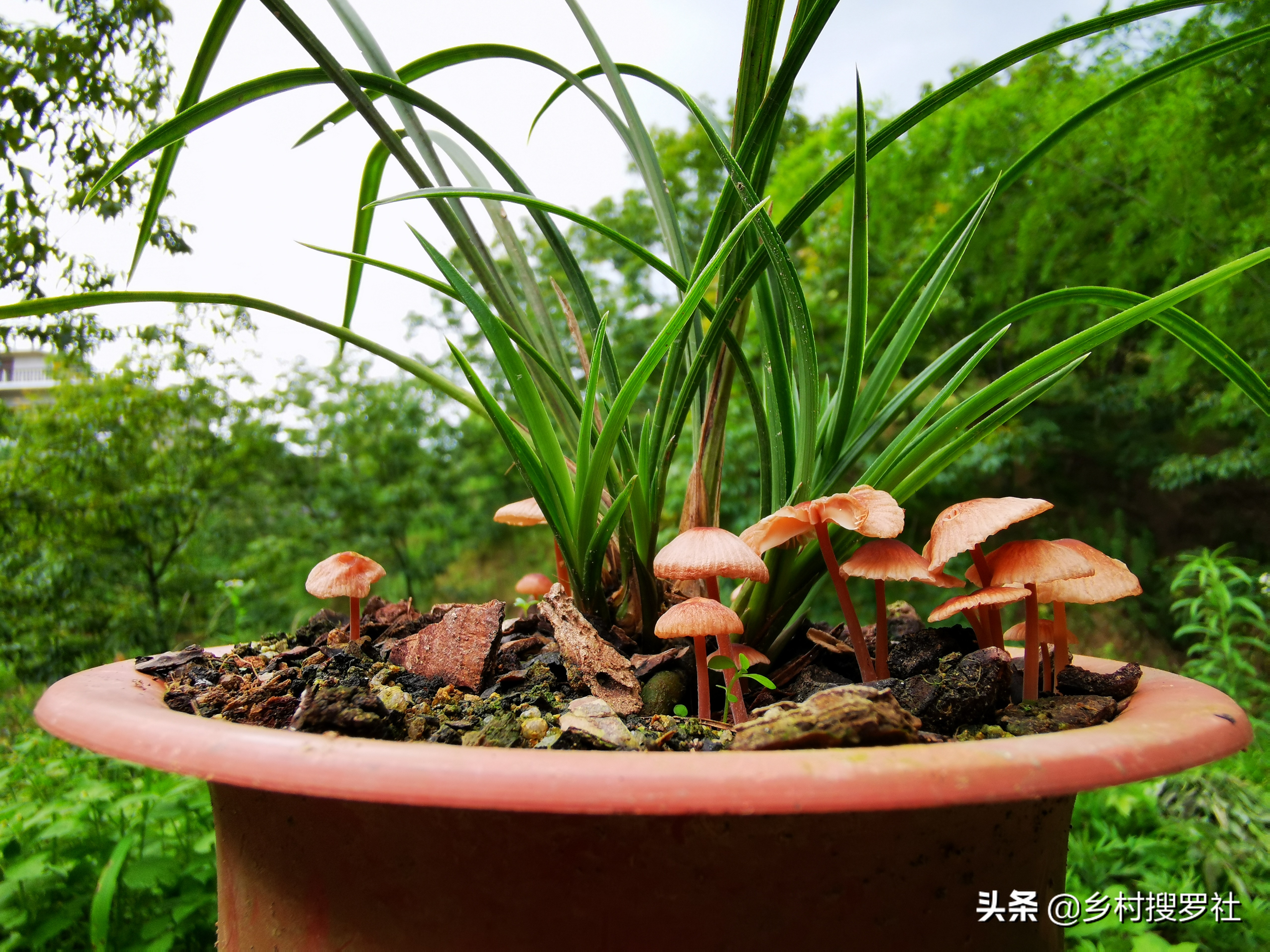 兰花盆里长蘑菇了是怎么回事,兰花盆里长的小虫子怎么办