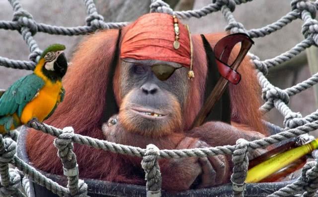 鹦鹉为什么能够模仿人类的语言,鹦鹉会模仿人类的动作吗