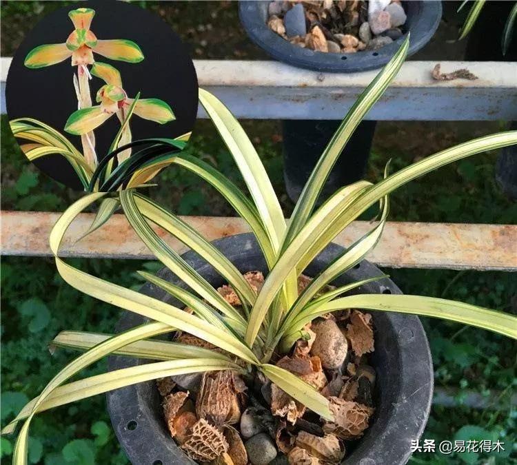 花卉栽培｜蛇木、泥炭、椰糠、松针，这些纤维类植料有什么优点？