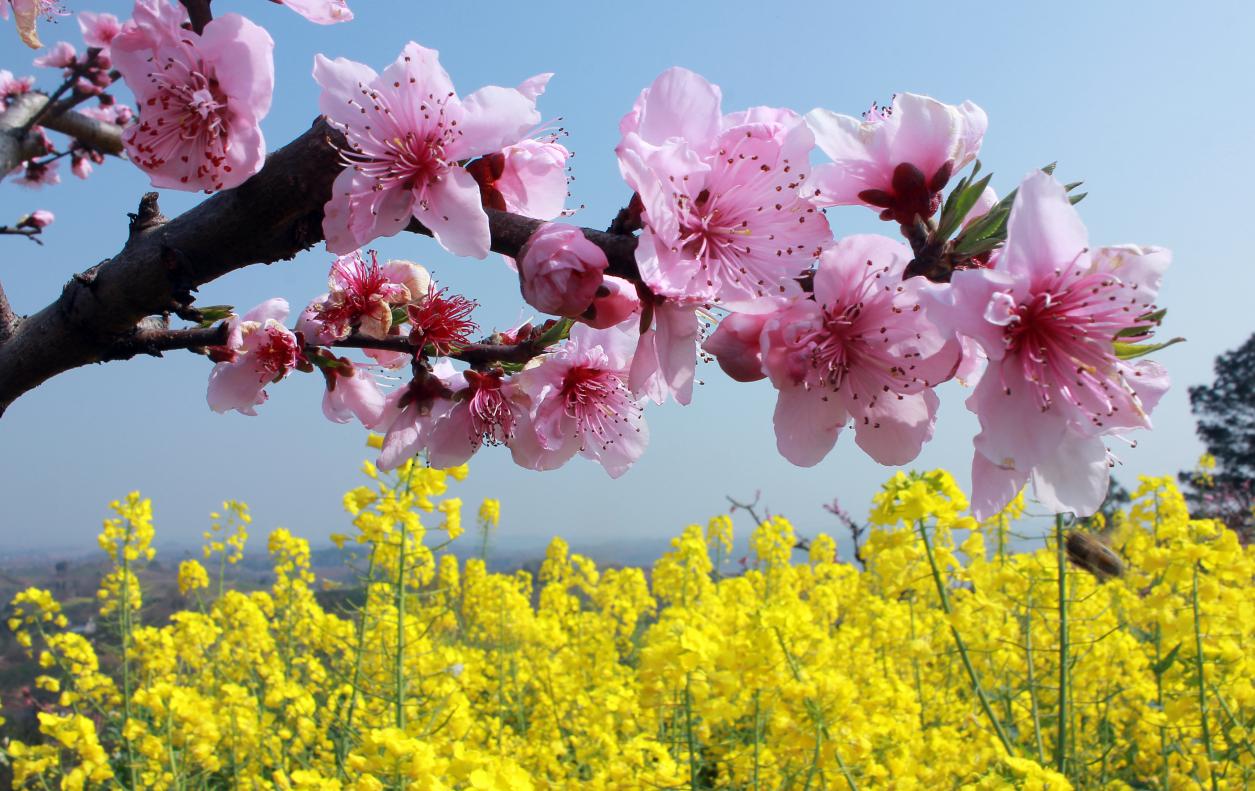 沱江桃花在哪里,沱江赏桃花