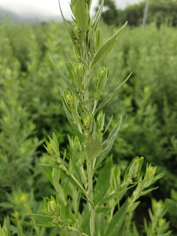 艾条颜色对照表,为什么艾条颜色不同