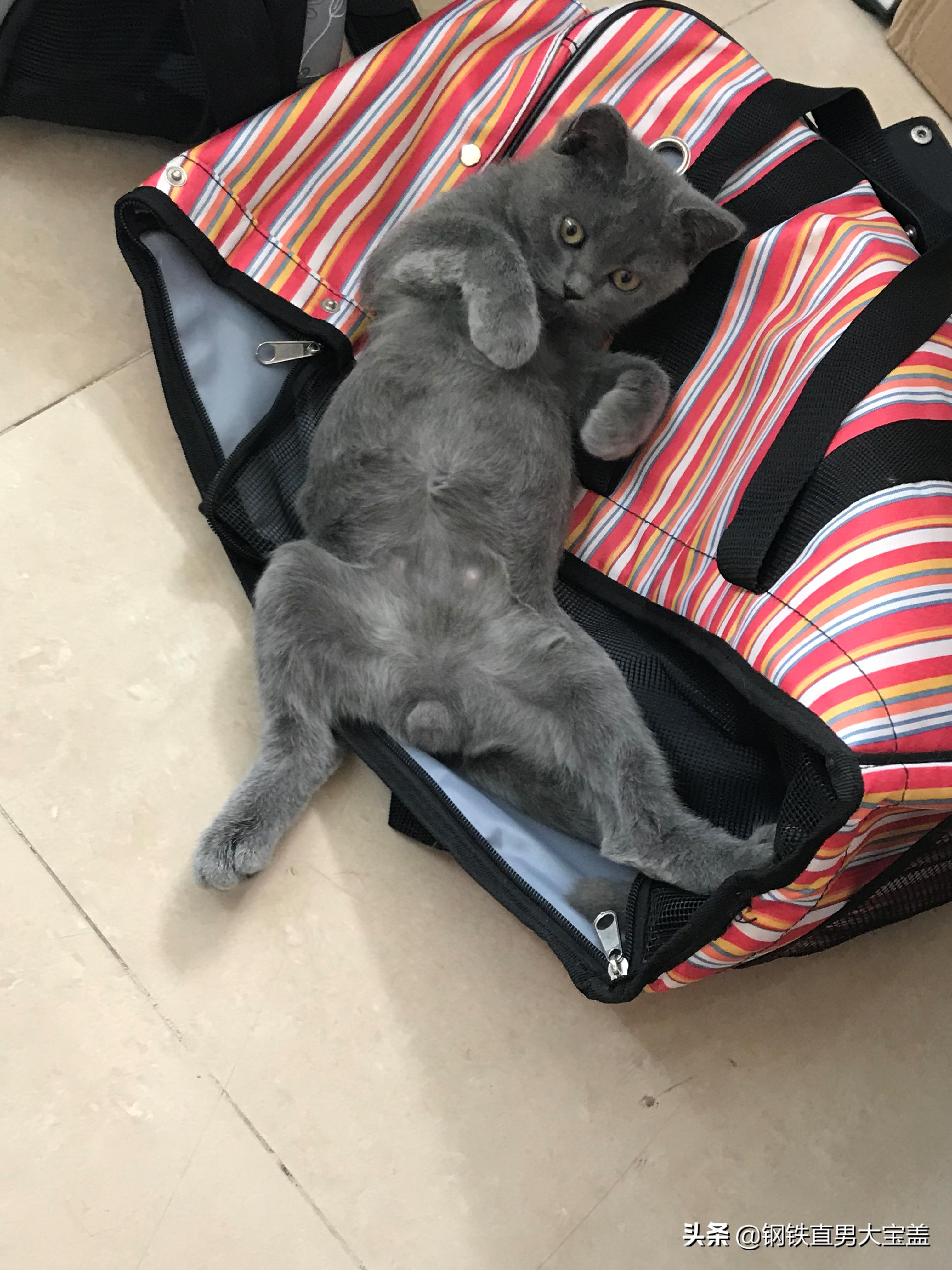 500块买猫，5000块治疗，你会选择坚持还是放弃？