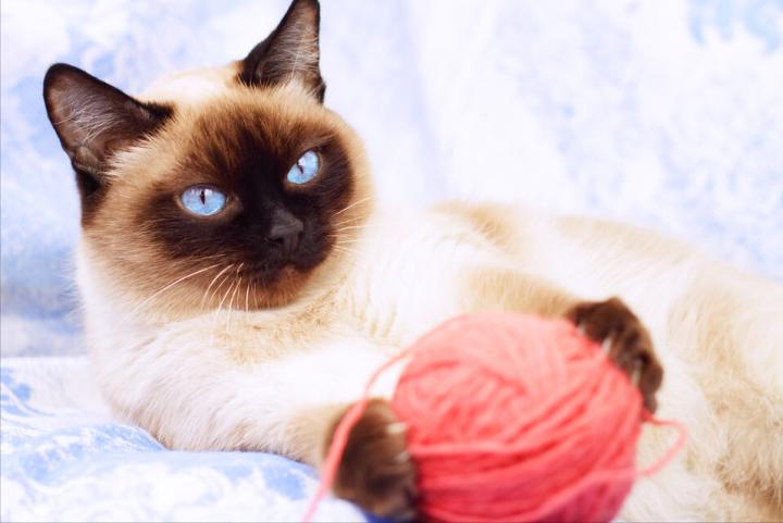 全网推荐好玩又便宜的猫咪玩具,最便宜又实用的猫玩具