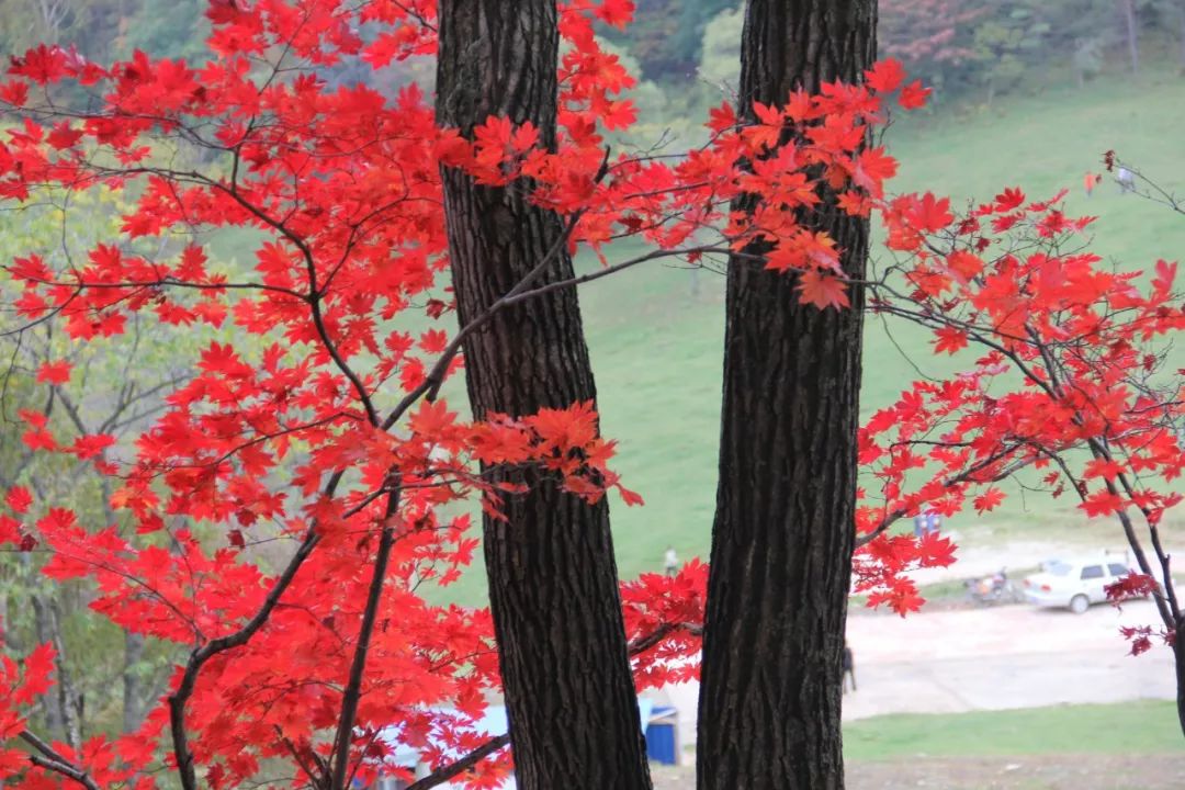 枫叶自驾最美路线,中国最美的枫叶大道