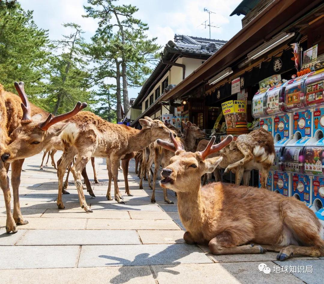 日本知识局,日本人口危机解决