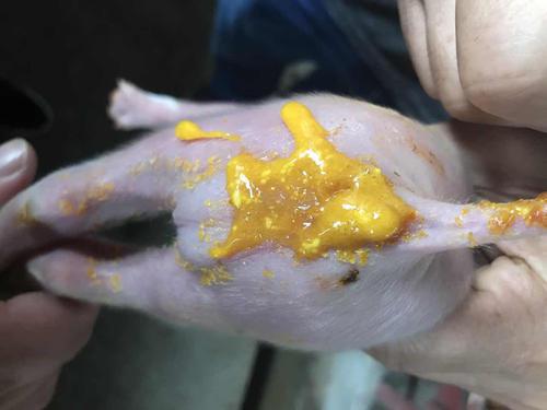 猪白痢的最佳吃法,猪止痢特效土方