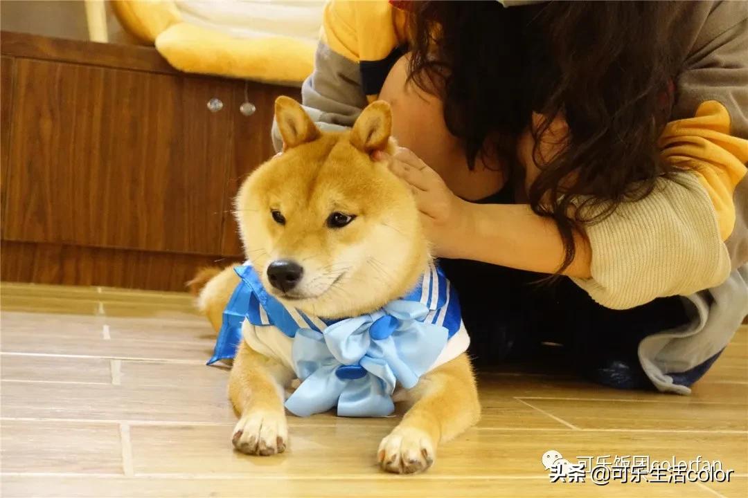 撸柴宠物乐园,广州番禺撸狗圣地