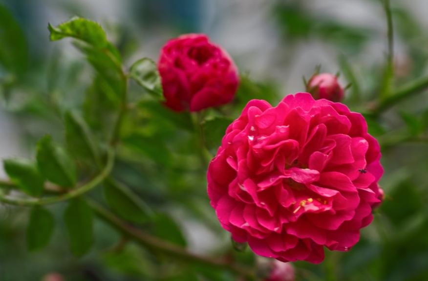 写蔷薇花的古诗词,关于蔷薇花的诗句古诗