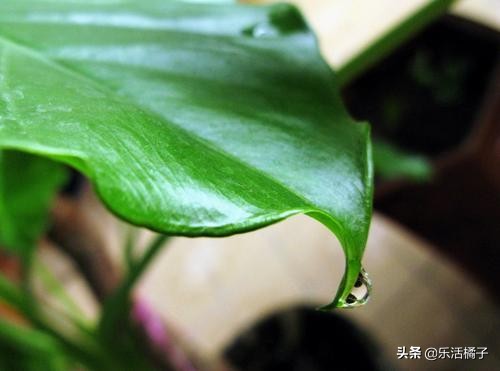 室内绿色氧吧滴水观音,滴水观音的叶子能除甲醛吗