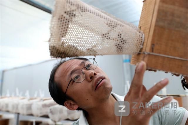 贵州榕江黑木耳丰收助农增收致富,贵州黔西林下养殖闯出致富路